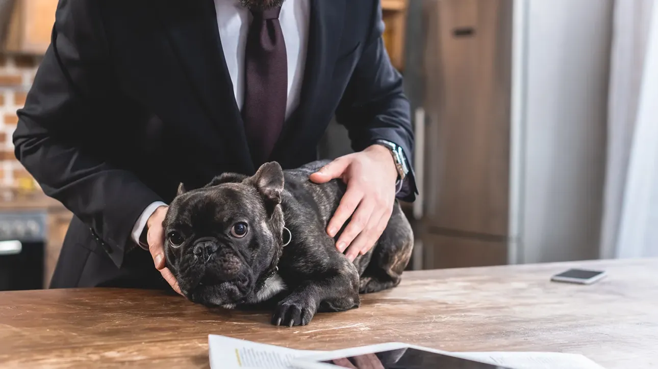 Abogado en traje oscuro interactuando con un bulldog francés sobre una mesa de madera, en un entorno de oficina o cocina moderna.