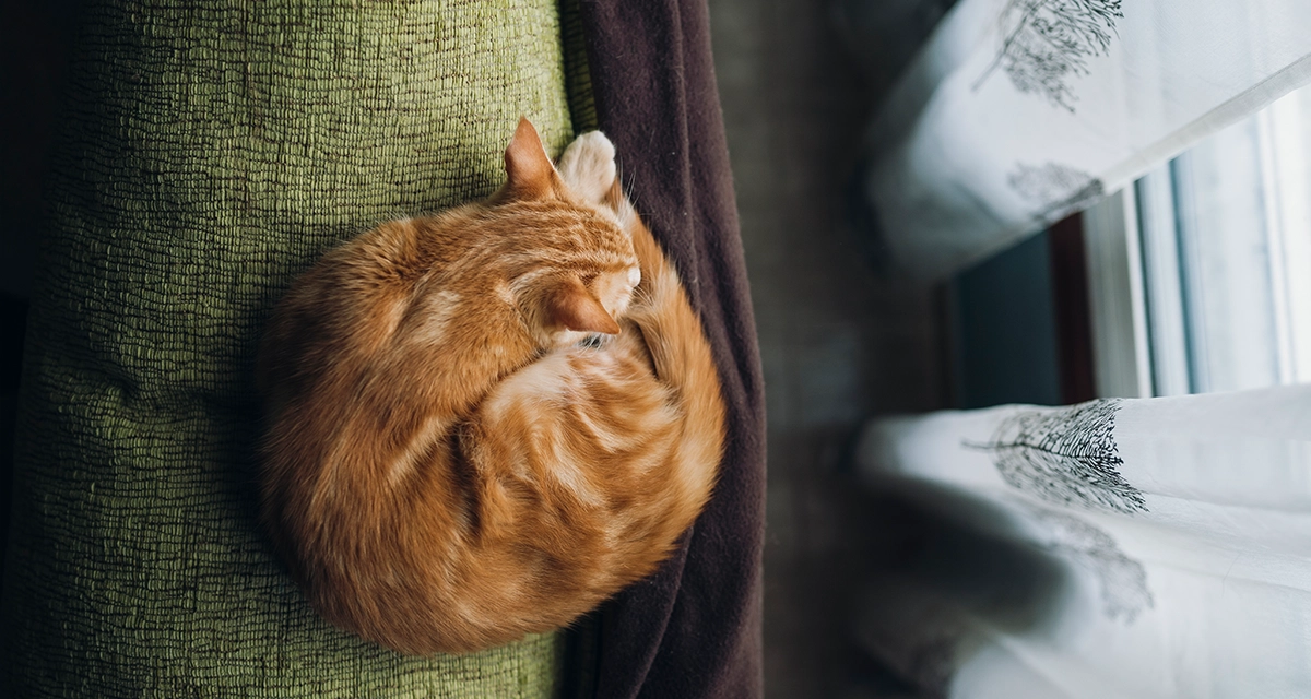 Gato descansando en casa como ejemplo de bienestar animal