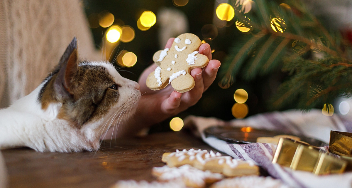 Gato olfateando una galleta navideña, imagen que refleja la peligrosidad entre los dulces navideños y las mascotas