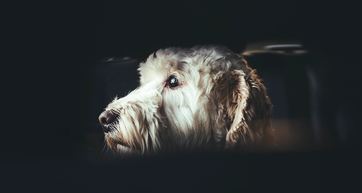 Maltrato animal por omisión reflejado en el abandono silencioso de un perro