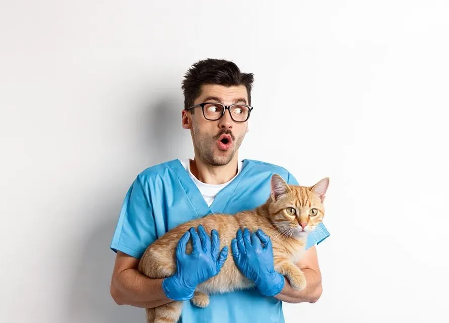 Veterinario sorprendido sosteniendo a un gato, ilustración sobre responsabilidad veterinaria
