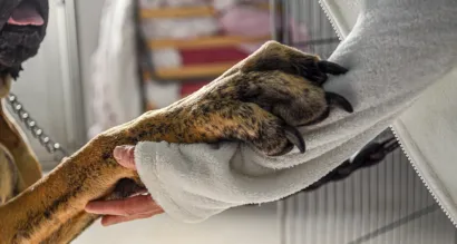 Perito veterinario evaluando a un perro en un caso de maltrato animal